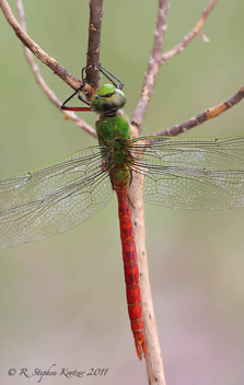 Anax longipes, male